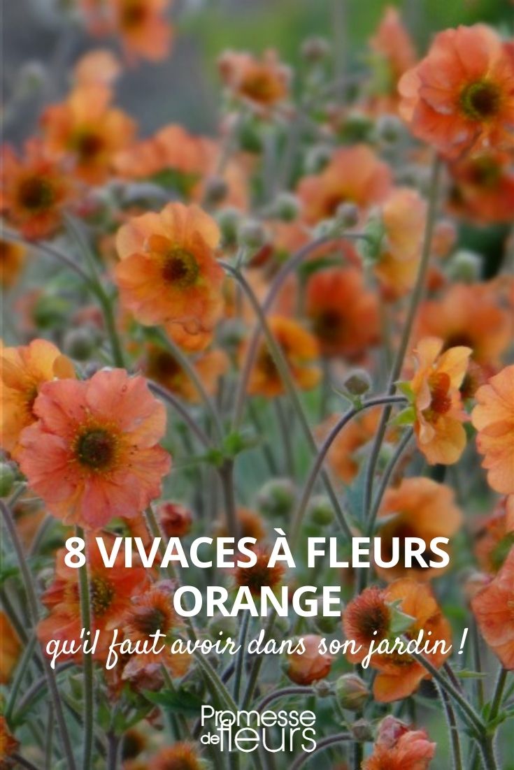 Plantas perenes com flores cor de laranja