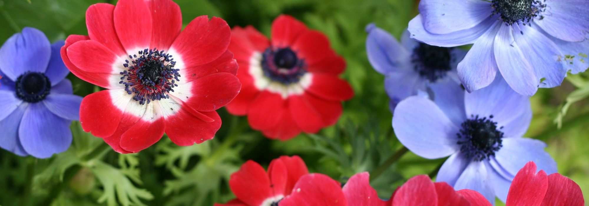 Cultivar a anémona-dos-floristas em vaso