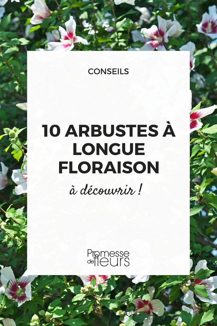 arbustos de floração prolongada
