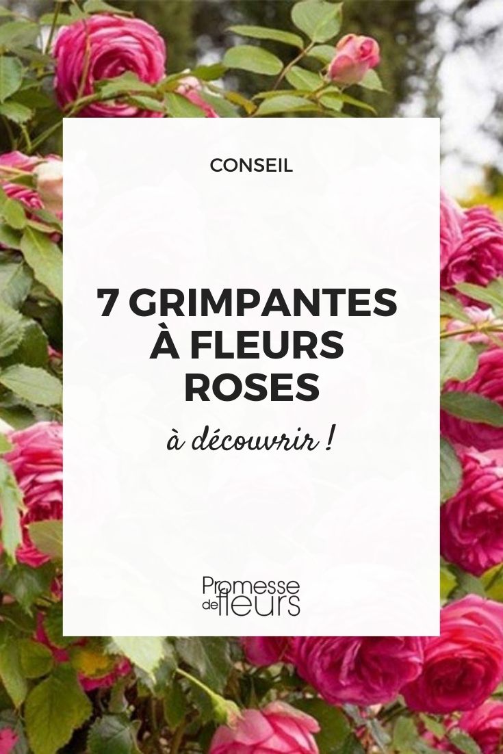 plantas trepadeiras lianas volúveis floração cor-de-rosa