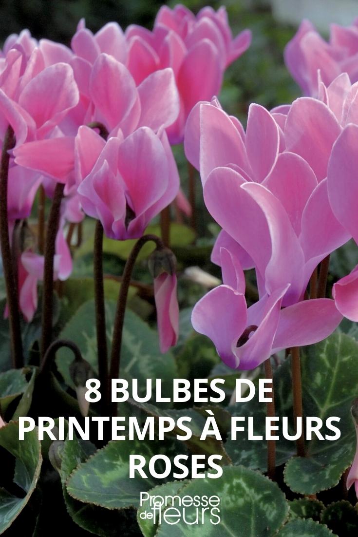 plantas de bolbo de primavera cor-de-rosa