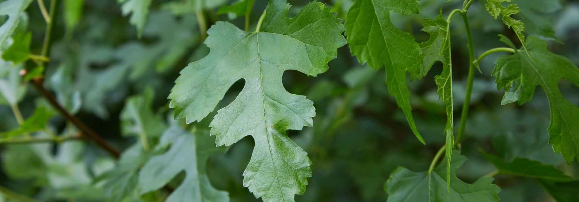 Bordos pouco conhecidos