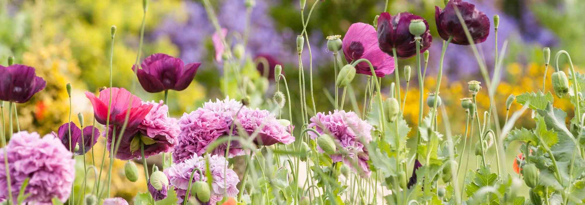 Combinar as flores cor-de-rosa