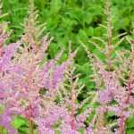 Combinar as astilbes