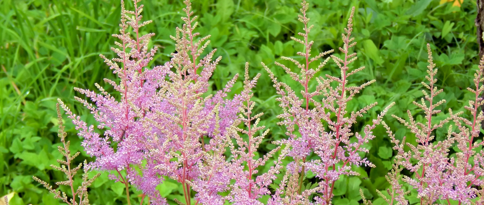 Combinar as astilbes