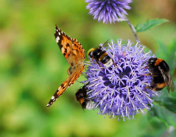 Como é que as flores atraem os insetos polinizadores?