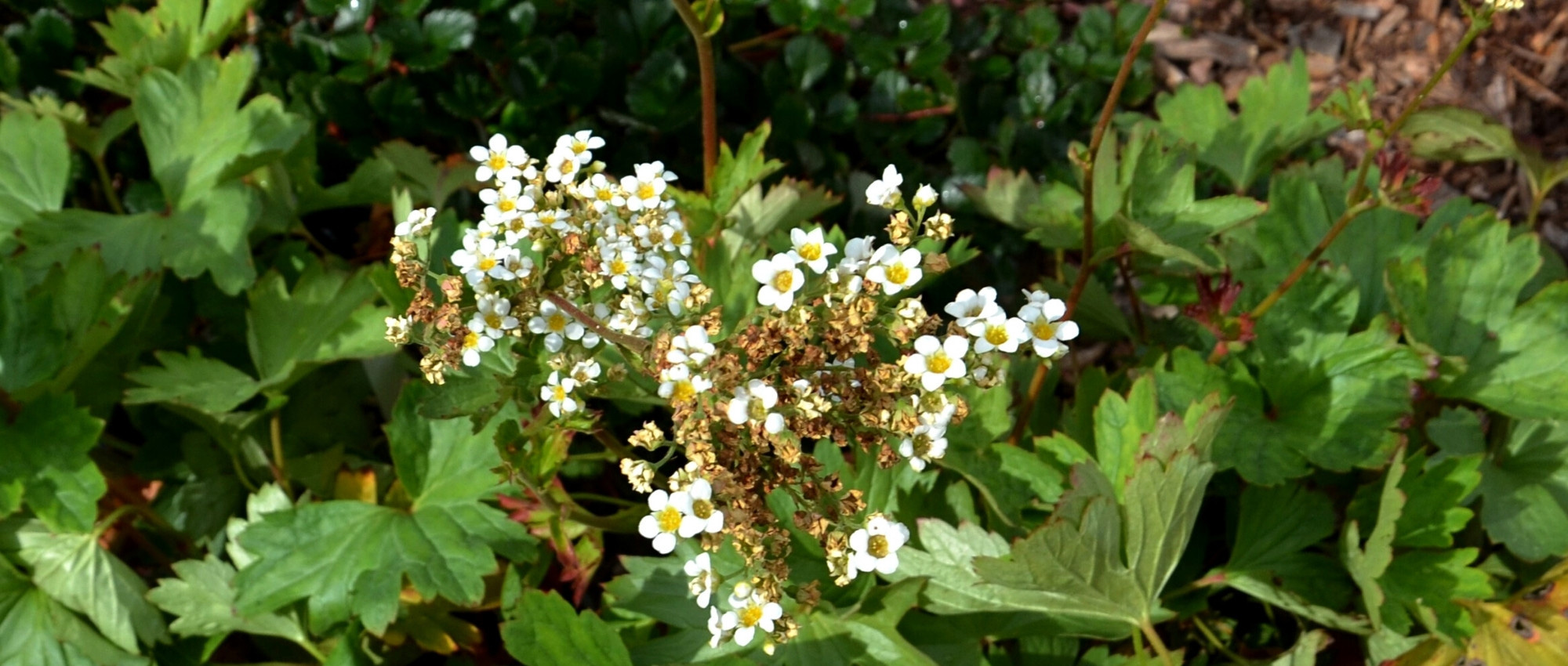 A Boykinia: plantar, cultivar e cuidar