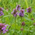 Prunella, brunela: plantar e cultivar