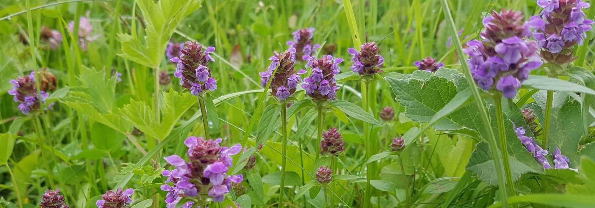 Prunella, brunela: plantar e cultivar