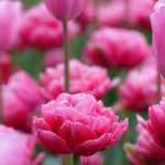 8 bolbos de primavera com flores cor-de-rosa que deve ter no seu jardim
