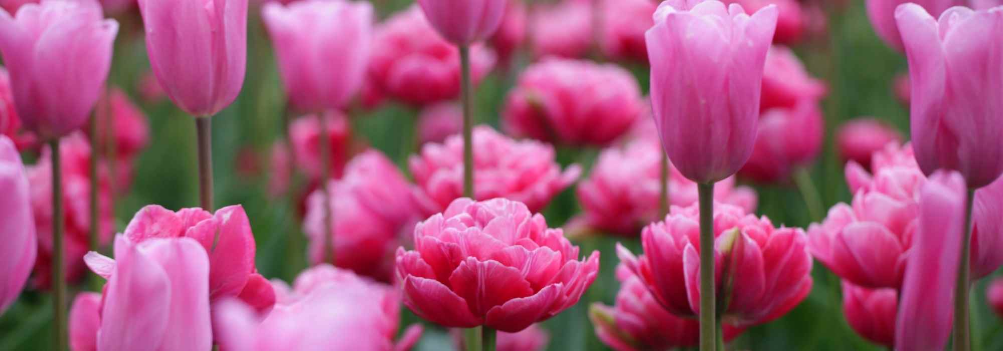 8 bolbos de primavera com flores cor-de-rosa que deve ter no seu jardim