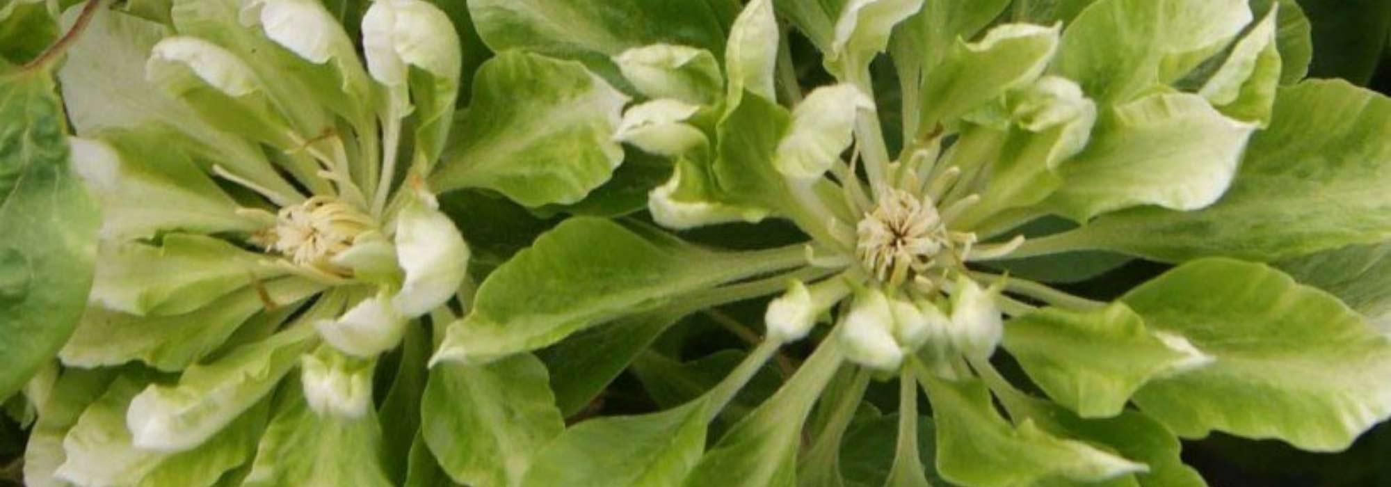 7 Clematites de floração original