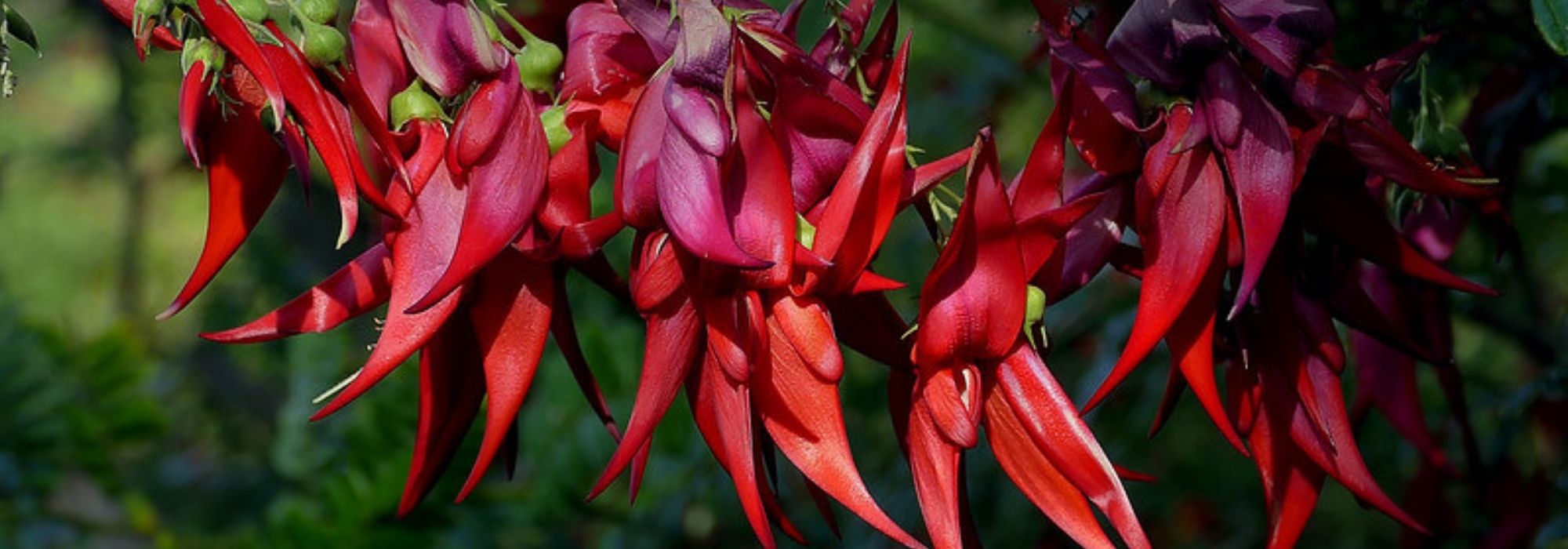Clianthus puniceus, bico-de-papagaio-da-nova-zelândia: plantar e cultivar