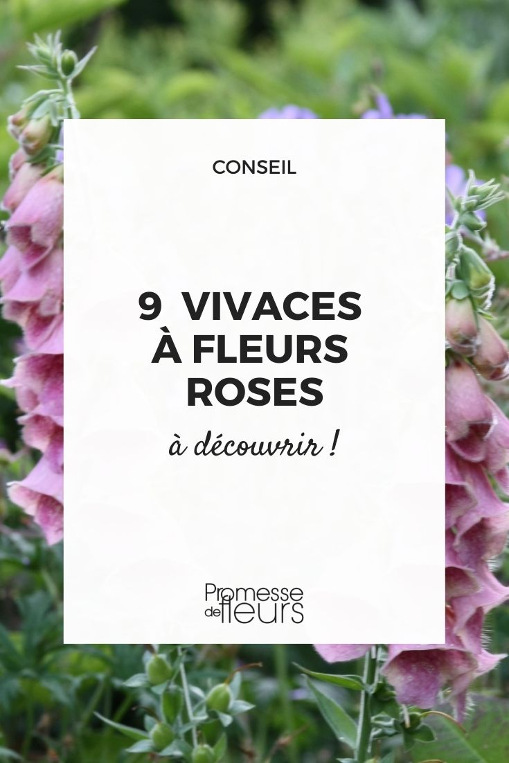 Plantas perenes de floração cor-de-rosa