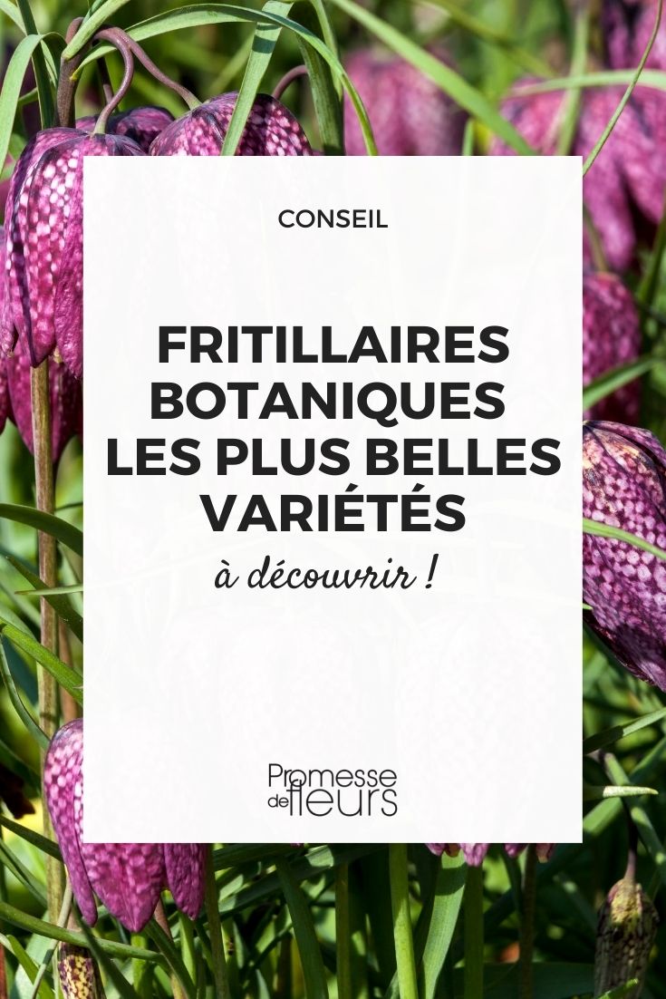 variedades de fritilárias botânicas