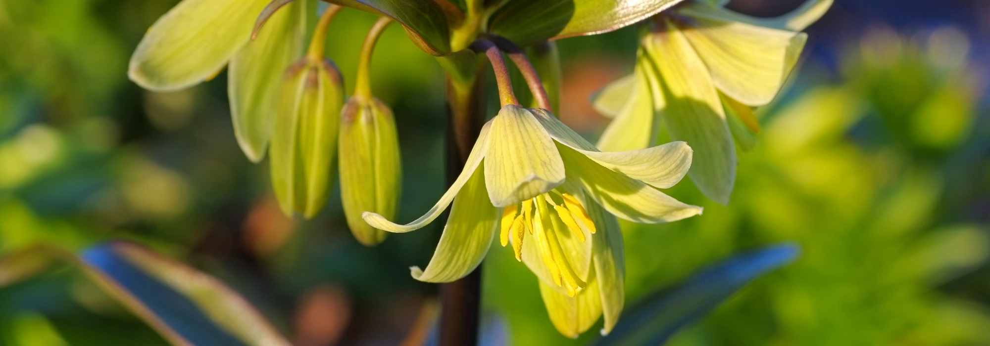 Fritilárias botânicas