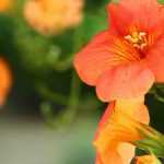 7 plantas trepadeiras com flores cor de laranja que deve ter no seu jardim