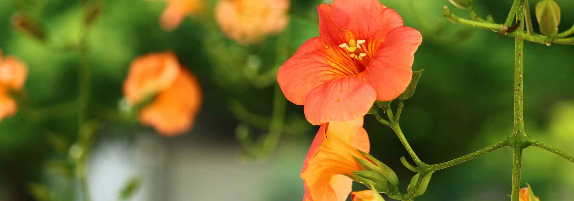 7 plantas trepadeiras com flores cor de laranja que deve ter no seu jardim