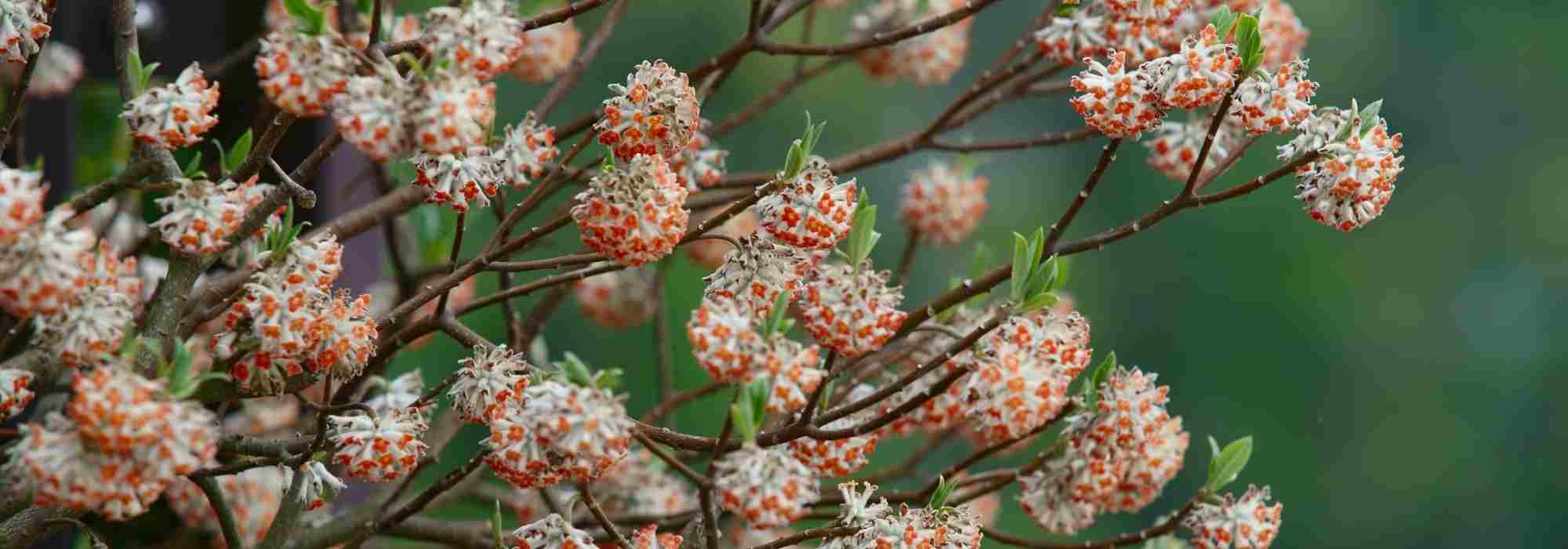 Os arbustos que florescem no inverno