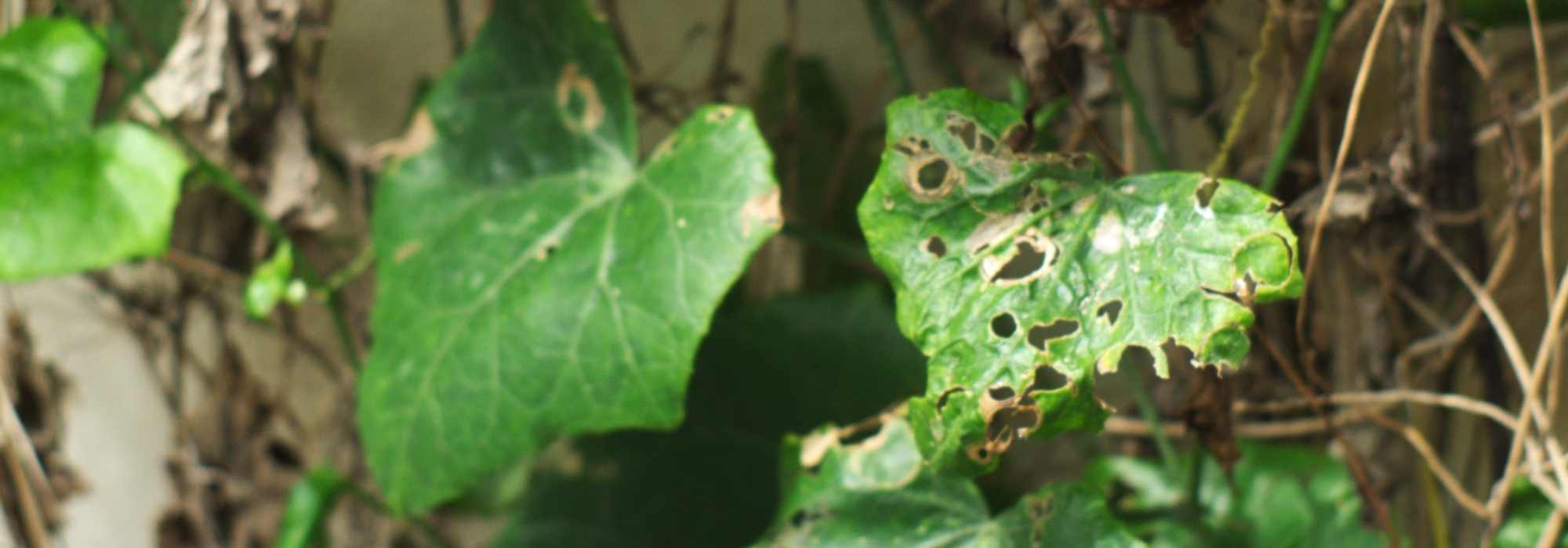 Doenças e pragas da hera - Hedera helix