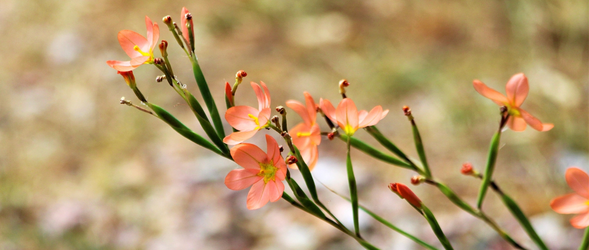 Moraea: plantar, cultivar e cuidar