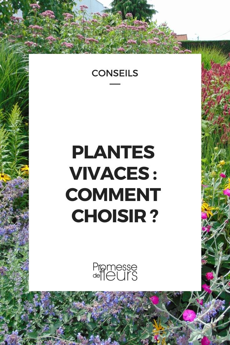 escolher plantas perenes, plantas perenes fáceis, plantas perenes para principiantes, plantas perenes infalíveis