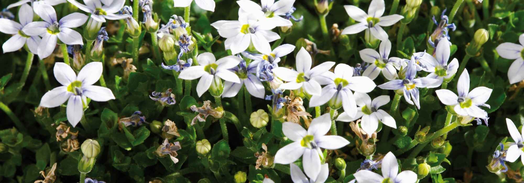 Pratia: plantação, cultivo, manutenção