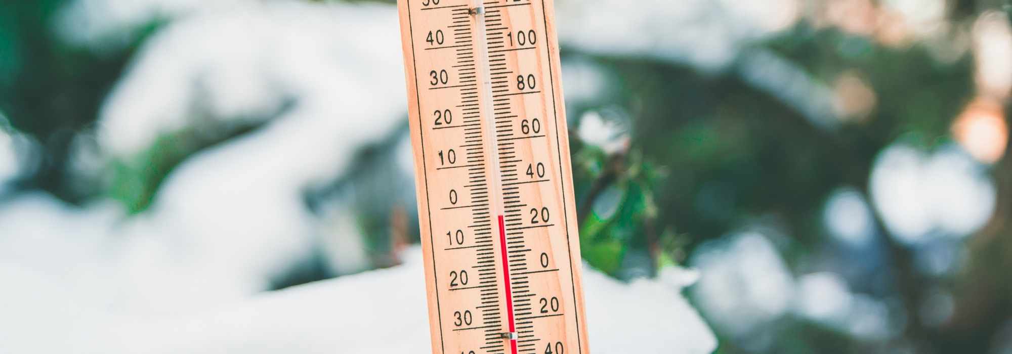 Geadas tardias, primavera fria: o que fazer no jardim?