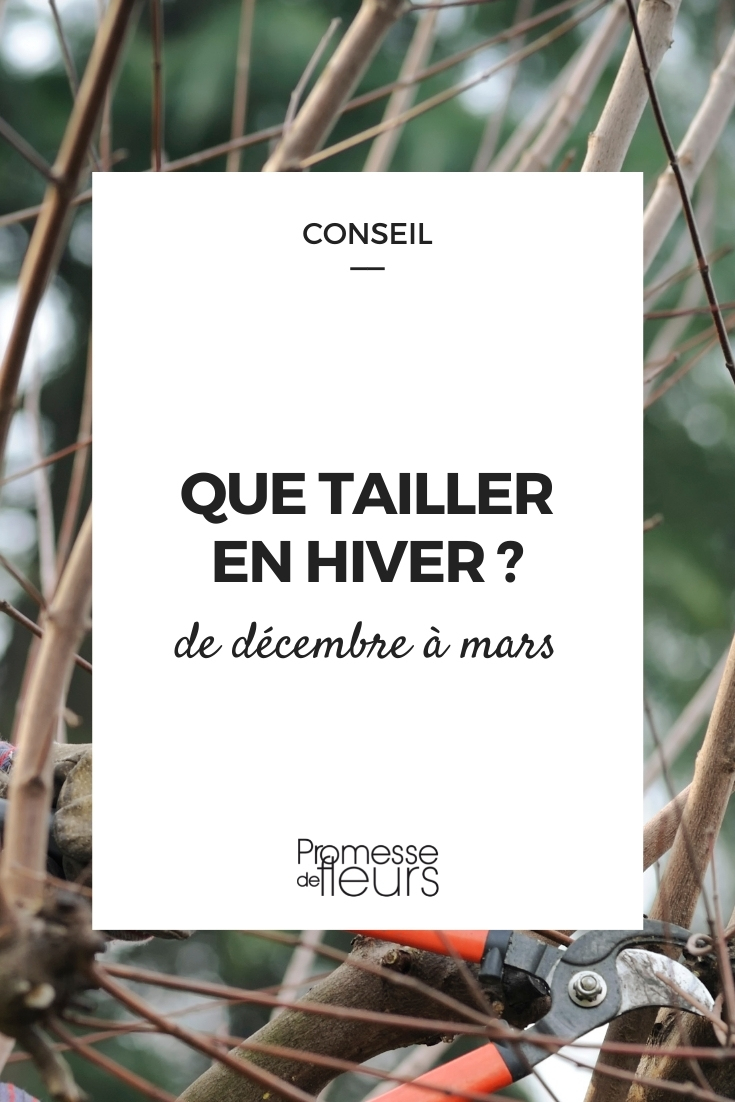 Poda de plantas no inverno