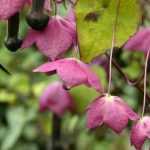 Cultivar o Rhodochiton em vaso