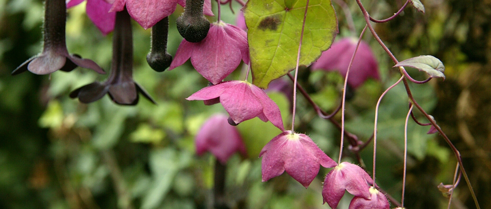 Cultivar o Rhodochiton em vaso