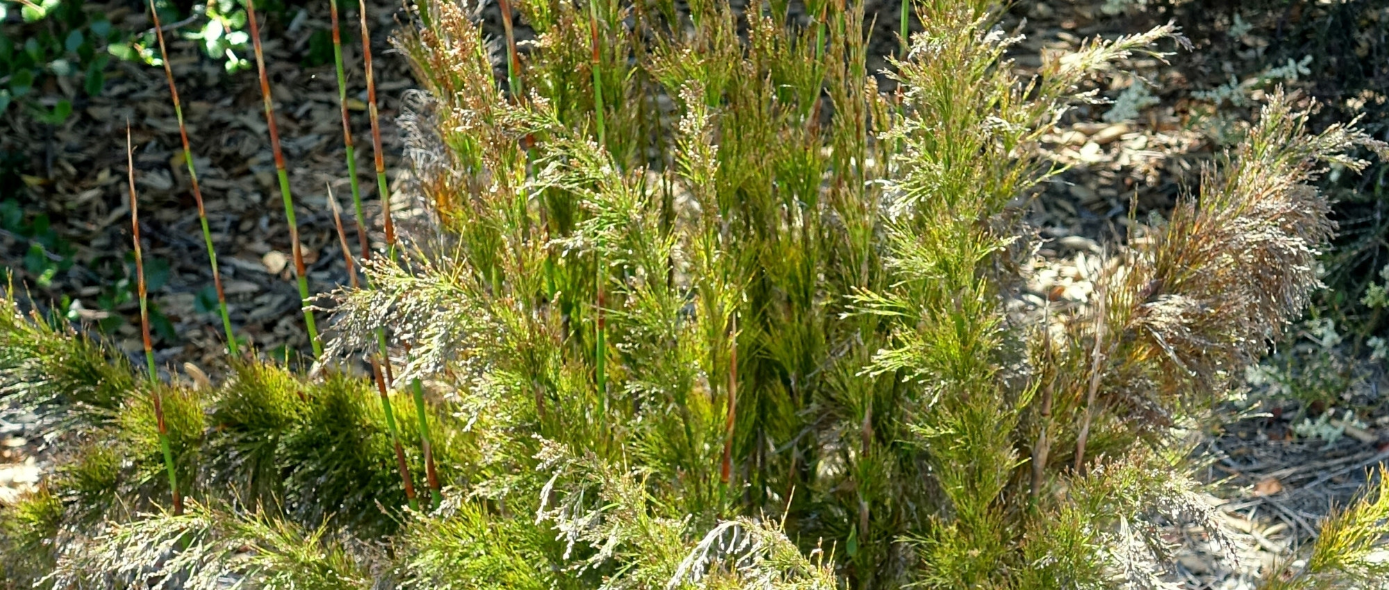 Rhodocoma: plantar, cultivar e cuidar