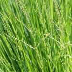 Sesléria: plantação, cultivo e manutenção
