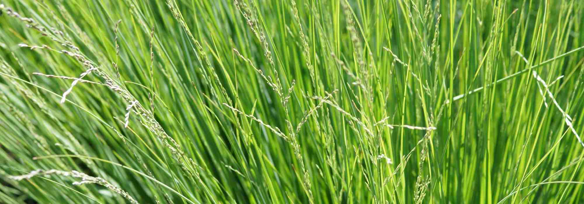 Sesléria: plantação, cultivo e manutenção