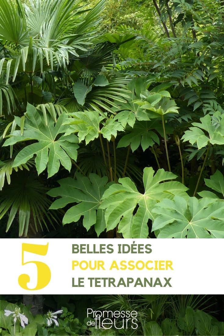 Associações com Tetrapanax
