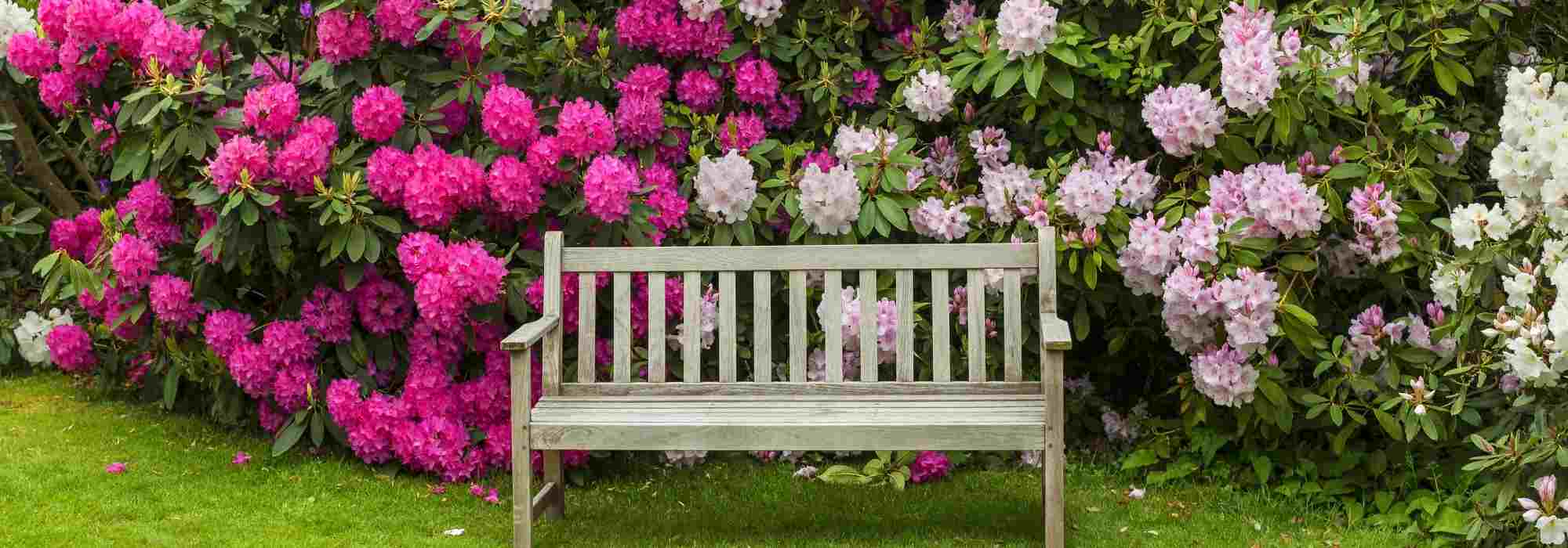 9 conselhos de paisagista para criar um jardim cor-de-rosa