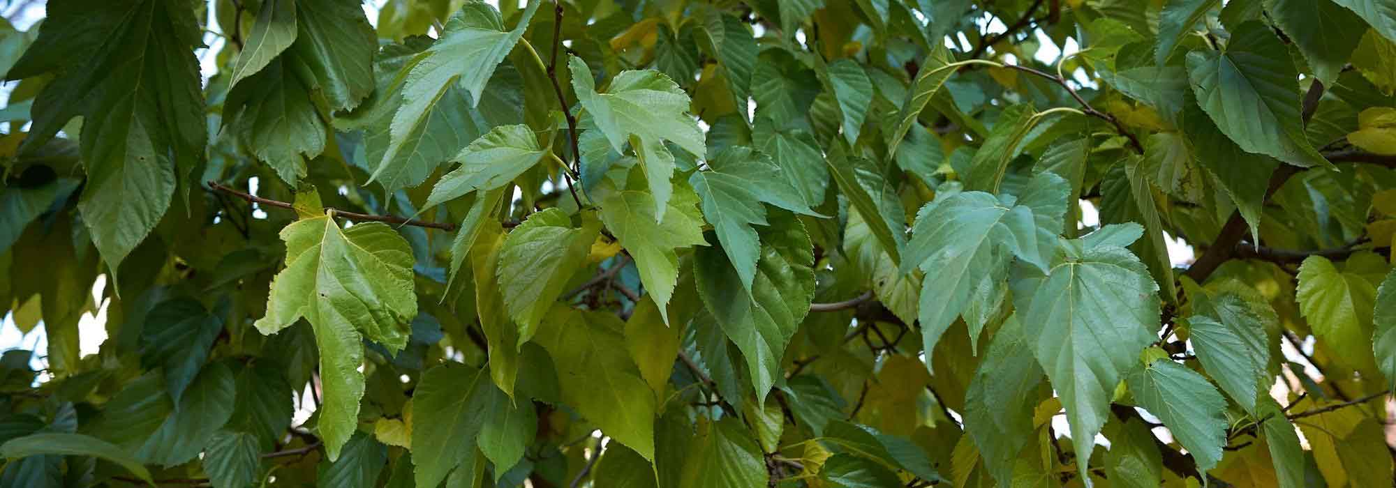 7 árvores resistentes ao frio e à seca