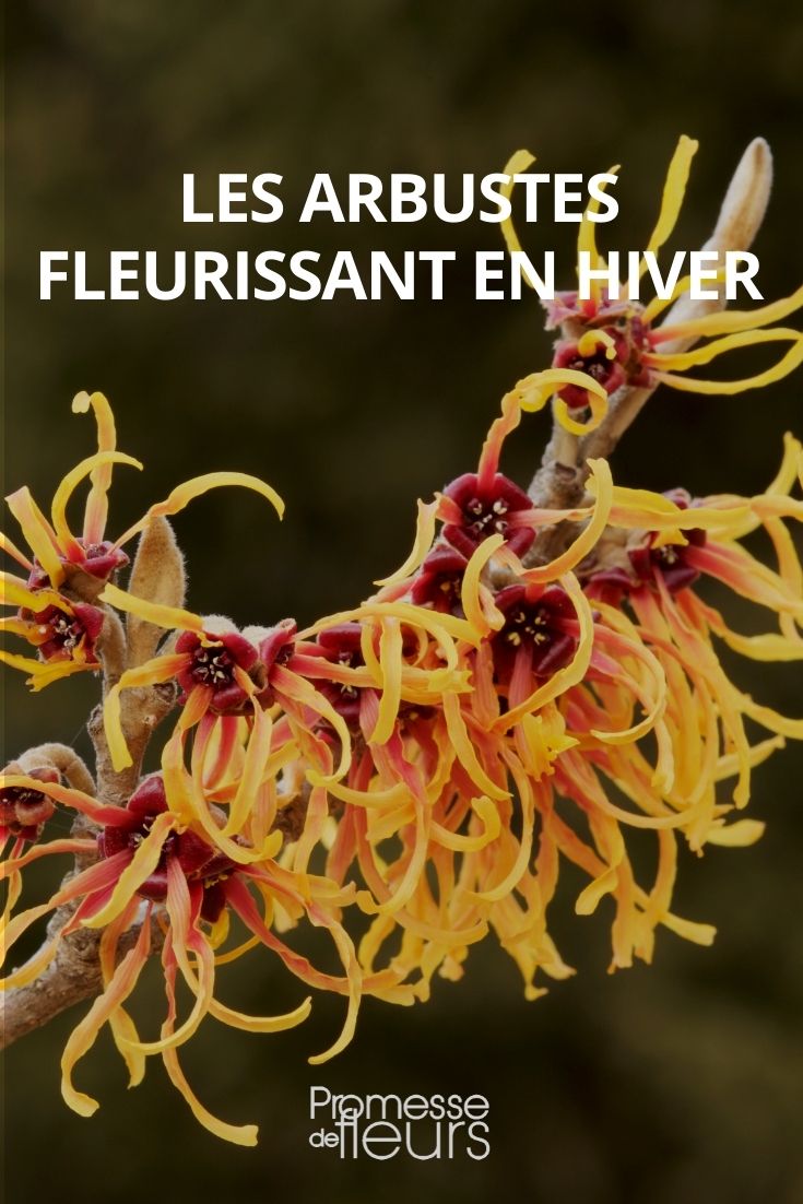 arbustos com floração no inverno