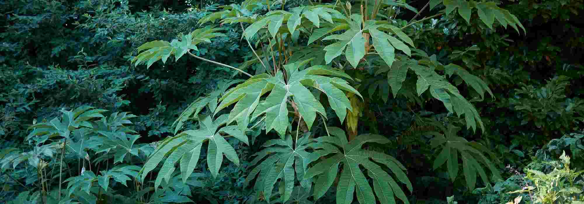 Tetrapanax: 5 ideias de combinações
