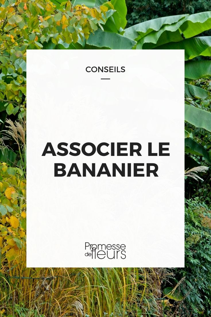 associar bananeira