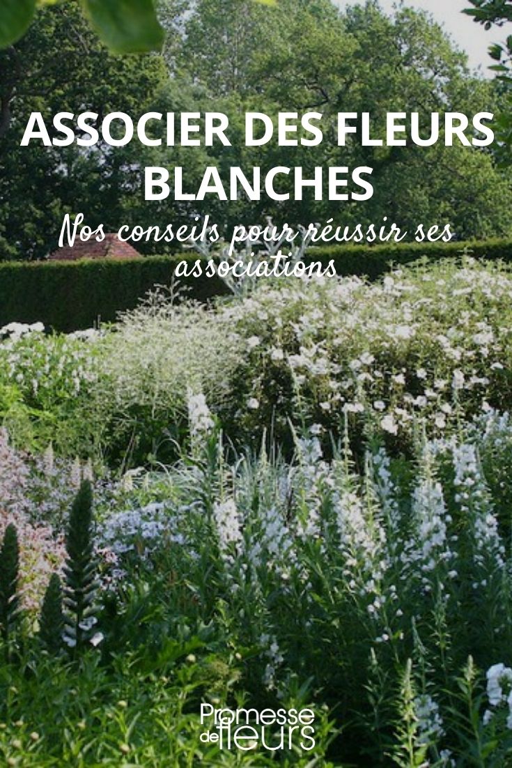Combinar flores brancas