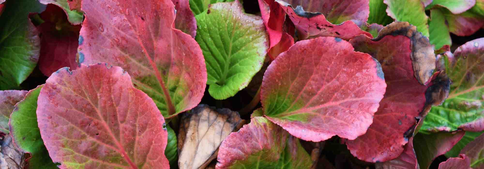 7 bergénias com belas cores de inverno