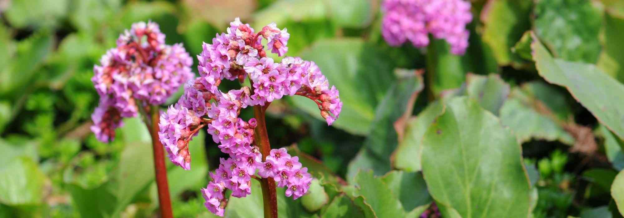 6 bergénias com flores cor-de-rosa