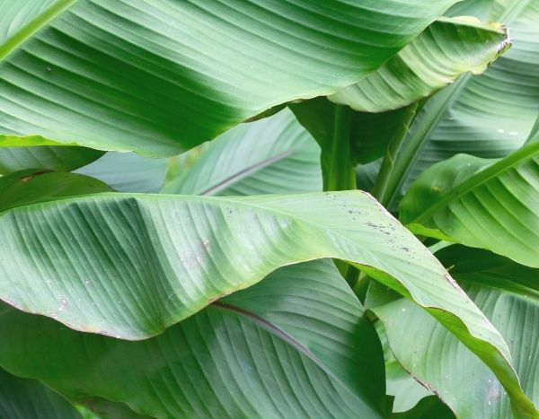 Como multiplicar a bananeira?