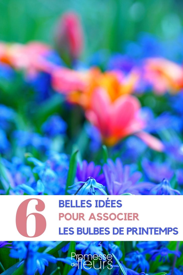 associar-bolbos-de-primavera