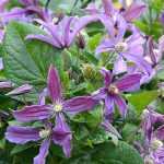 Escolher uma clematite herbácea