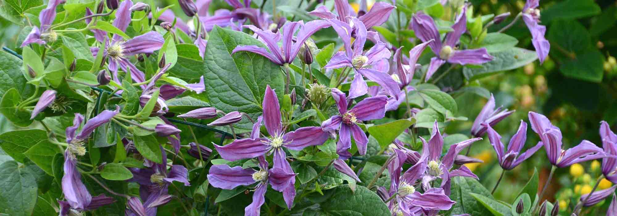 Escolher uma clematite herbácea