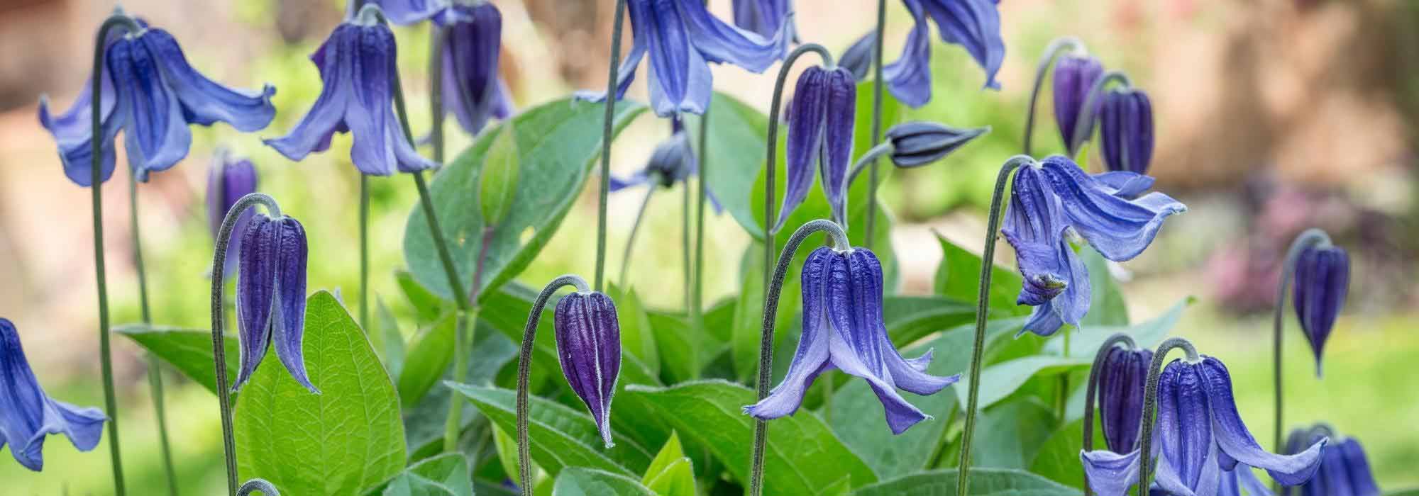 Plantar uma clematite herbácea