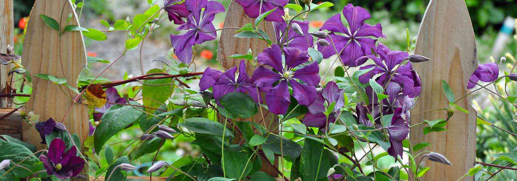 7 clematites para um jardim natural