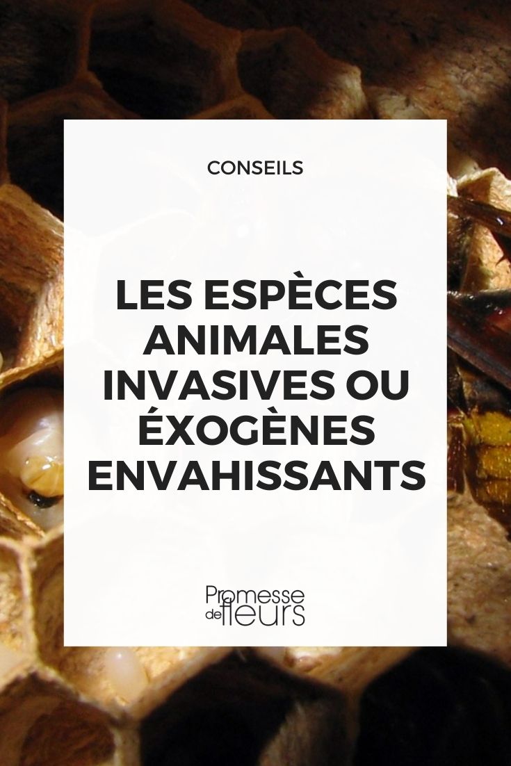 espécies animais invasoras